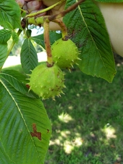 Aesculus hippocastanum