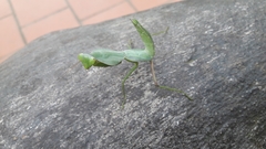 Rhombodera