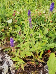 Veronica porphyriana