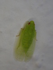 Tropiduchinae