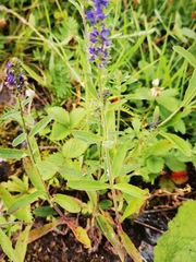 Veronica porphyriana
