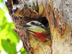 Xiphidiopicus percussus