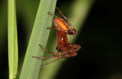 Araneus alsine