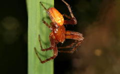 Araneus alsine