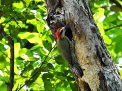 Xiphidiopicus percussus