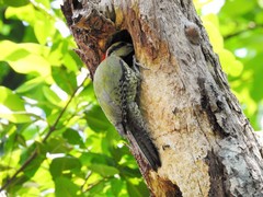 Xiphidiopicus percussus