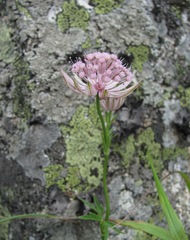 Astrantia trifida