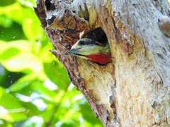 Xiphidiopicus percussus