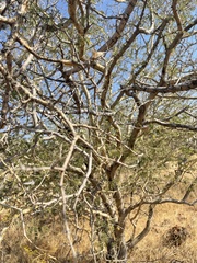 Senegalia erubescens