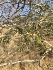 Senegalia erubescens