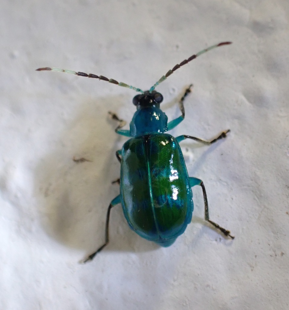 Diabrotica graminea