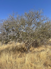 Senegalia erubescens