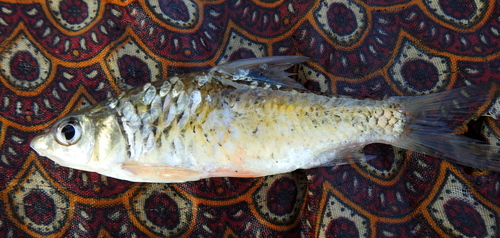 Dorsalis barb (Puntius dorsalis) — Cyprinidae — 2