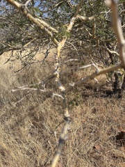 Senegalia erubescens