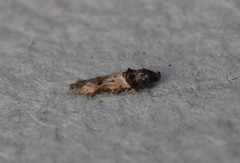 Walshia miscecolorella