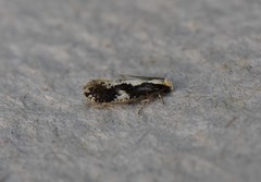 Monopis dorsistrigella