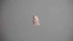 Acleris semiannula