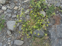 Chamaesciadium acaule