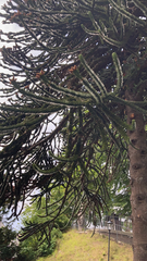 Araucaria araucana