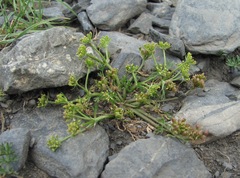 Chamaesciadium acaule