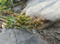 Chamaesciadium acaule