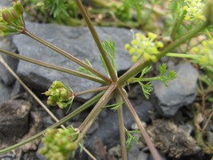 Chamaesciadium acaule