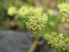 Chamaesciadium acaule