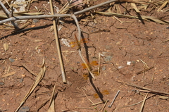 Brachythemis contaminata