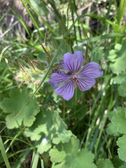 Geranium renardii