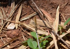 Brachythemis contaminata