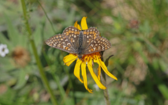 Euphydryas aurinia debilis