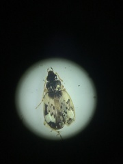 Tetragonoderus fasciatus