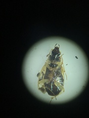 Tetragonoderus fasciatus