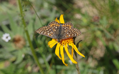 Euphydryas aurinia debilis