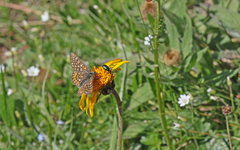 Euphydryas aurinia debilis