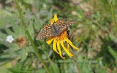 Euphydryas aurinia debilis