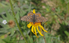 Euphydryas aurinia debilis