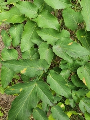 Laserpitium latifolium