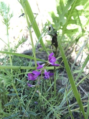 Astragalus versicolor
