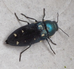 Buprestis octoguttata