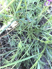 Astragalus versicolor