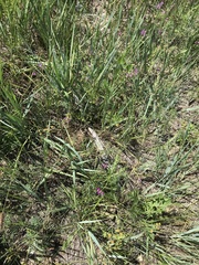 Astragalus versicolor