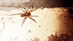 Araneae