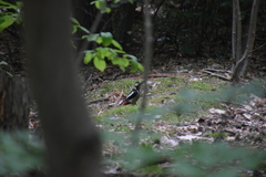 Dendrocopos major