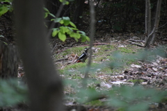 Dendrocopos major