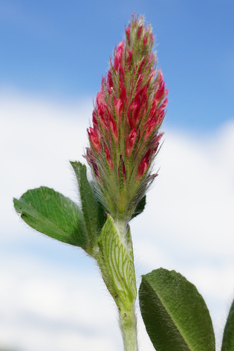 ďatelina purpurová (Trifolium incarnatum)