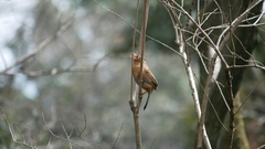 Garrulax canorus