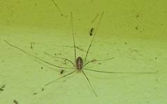 Opilio parietinus