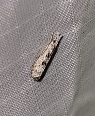 Microcrambus minor
