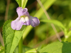 Mimulus alatus